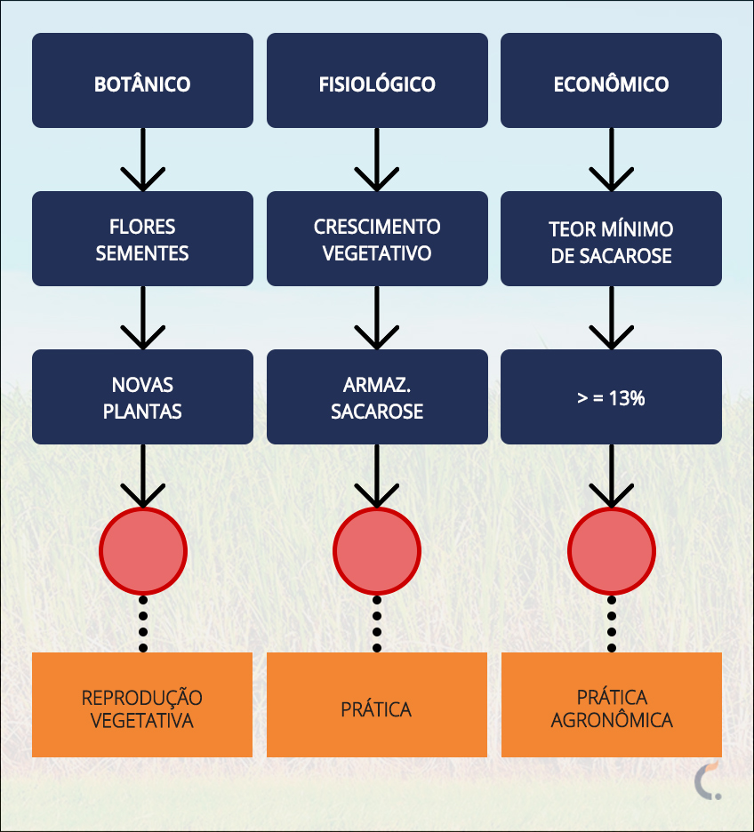 Infográfico de Maturadores