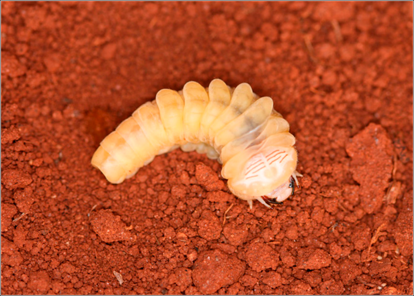 Migdolus